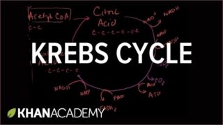 Krebs Cycle aka Citric Acid Cycle
