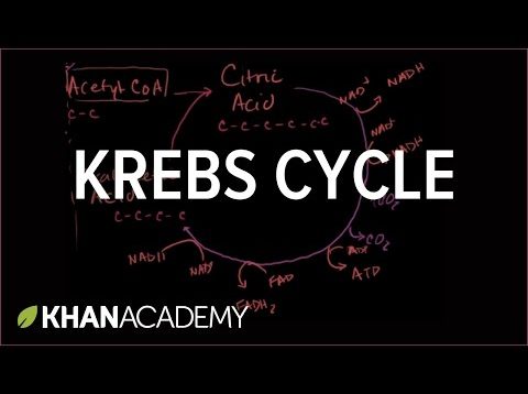 Krebs Cycle aka Citric Acid Cycle