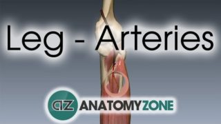 Leg Arteries – 3D Anatomy Tutorial