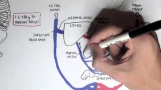 Liver Anatomy and Blood Supply