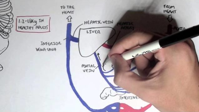 Liver Anatomy and Blood Supply