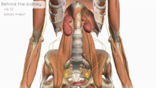 Location and Relations of the Kidney – 3D Anatomy Tutorial