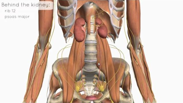 Location and Relations of the Kidney – 3D Anatomy Tutorial