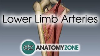 Lower Limb Arteries Overview – 3D Anatomy Tutorial