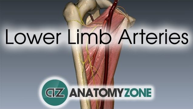 Lower Limb Arteries Overview – 3D Anatomy Tutorial