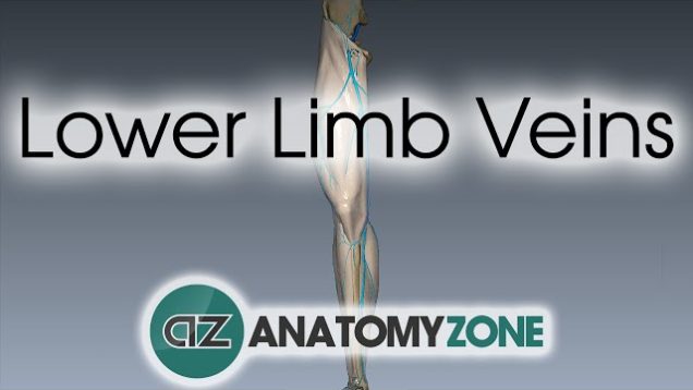 Lower Limb Veins Overview – 3D Anatomy Tutorial