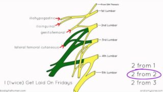 Lumbar Plexus – Structure and Branches – Anatomy Tutorial