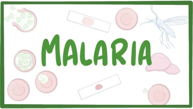 Malaria – causes, symptoms, diagnosis, treatment, pathology