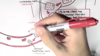 Malaria – Plasmodium