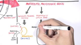 Microbiology – Bacteria Antibiotic Resistance