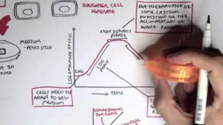 Microbiology – Bacteria Growth, Reproduction, Classification