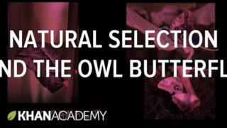 Natural Selection and the Owl Butterfly