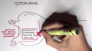 Nephrology – Glomerular Filtration