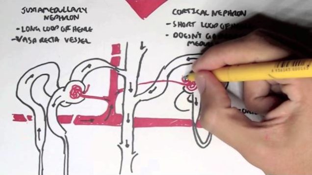 Nephrology – Kidney and Nephron Overview
