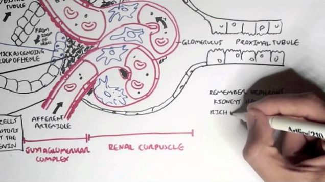 Nephrology – Kidney Physiology Overview