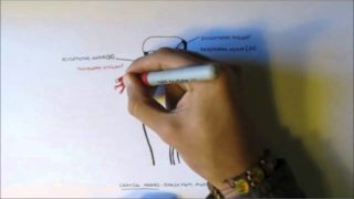 Neuroanatomy – Cranial Nerves