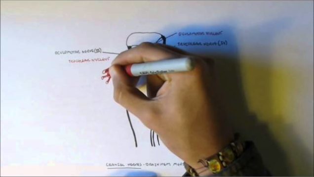 Neuroanatomy – Cranial Nerves