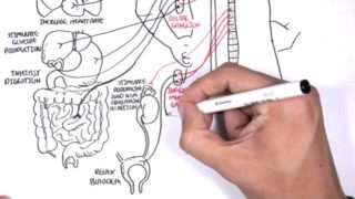 Neurology – Autonomic Nervous System