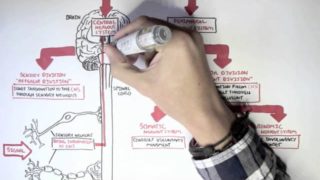 Neurology – Divisions of the Nervous System