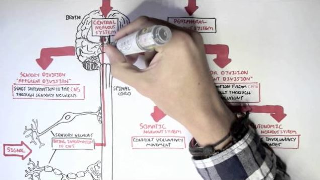 Neurology – Divisions of the Nervous System