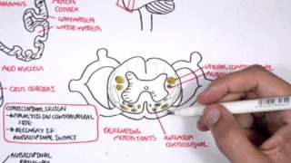 Neurology – Motor Pathways