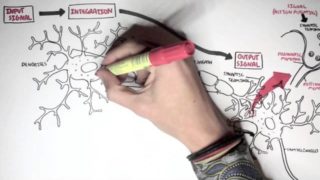 Neurology – Neuron