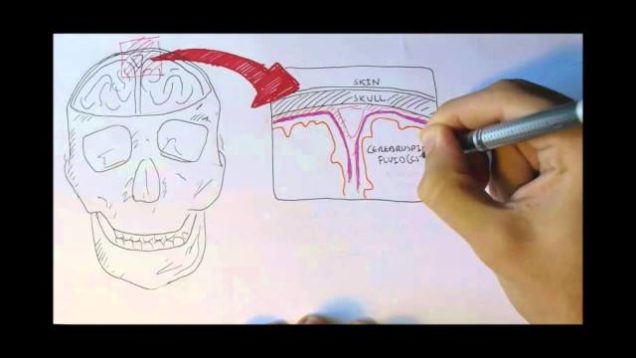 Neurology – Physiology Overview