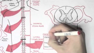 Neurology – Spinal Cord Introduction