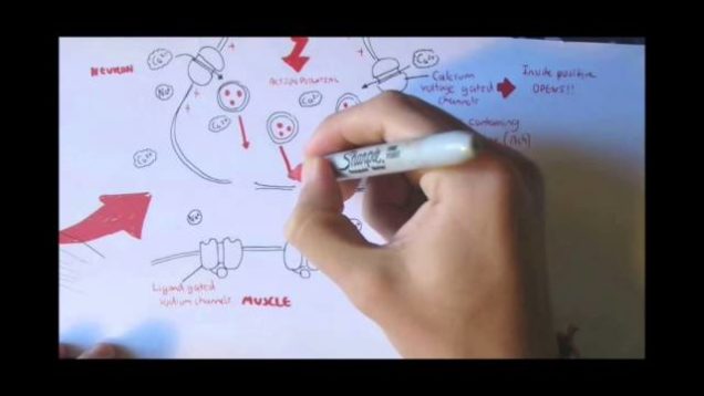 Neuromuscular Junction