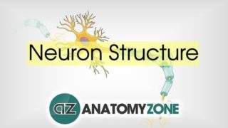 Neuron Structure – Neuroanatomy Basics – Anatomy Tutorial