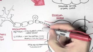 Nociceptors – An Introduction to Pain