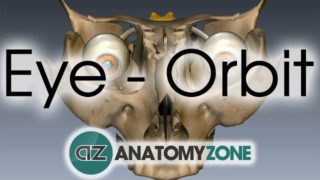 Orbit | Eye Anatomy