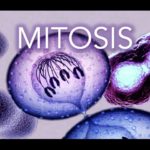Mitosis - Animation - MADE SUPER EASY