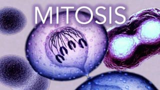 ✔ MITOSIS – MADE SUPER EASY – ANIMATION
