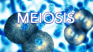 ✔ MEIOSIS – MADE SUPER EASY – ANIMATION