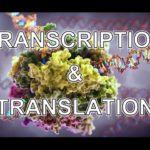 Transcription and Translation - Animation