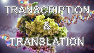 ✔ Transcription and Translation ANIMATION – MADE EASY