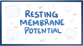 Resting membrane potential – definition, examples