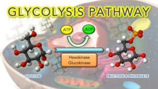 Steps of Glycolysis Reactions Explained – Animation – SUPER EASY