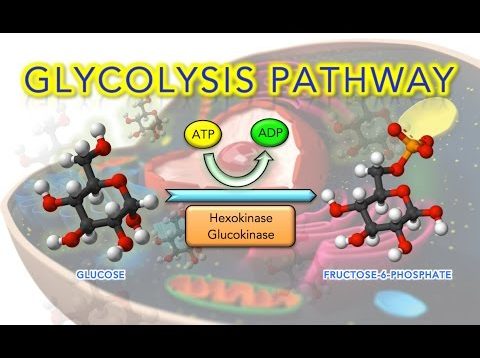 Steps of Glycolysis Reactions Explained – Animation – SUPER EASY