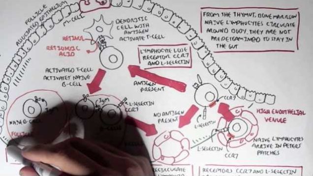 Part I – Mucosal Immunity
