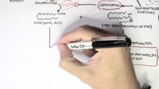 Part II – Inflammation