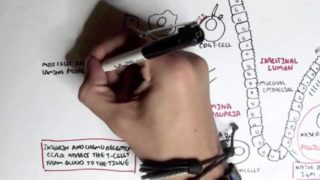 Part II – Mucosal Immunity