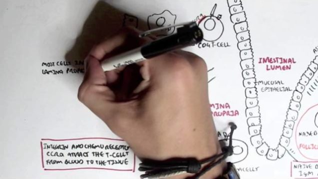 Part II – Mucosal Immunity