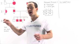 Pedigree Analysis of Sex Linked Recessive Traits