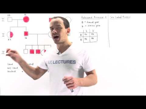 Pedigree Analysis of Sex Linked Recessive Traits