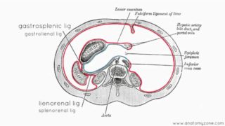 Peritoneal Cavity – Part 3 – Anatomy Tutorial