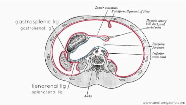 Peritoneal Cavity – Part 3 – Anatomy Tutorial