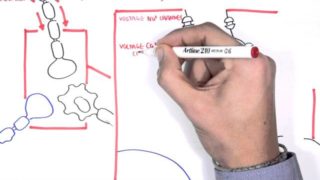 Pharmacology – Antiepileptics