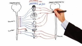 Pharmacology – AUTONOMIC NERVOUS SYSTEM (MADE EASY)
